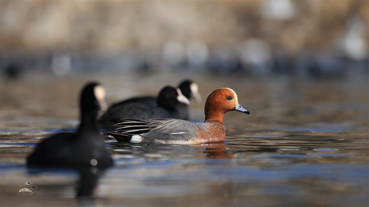 Eurasian Coot
