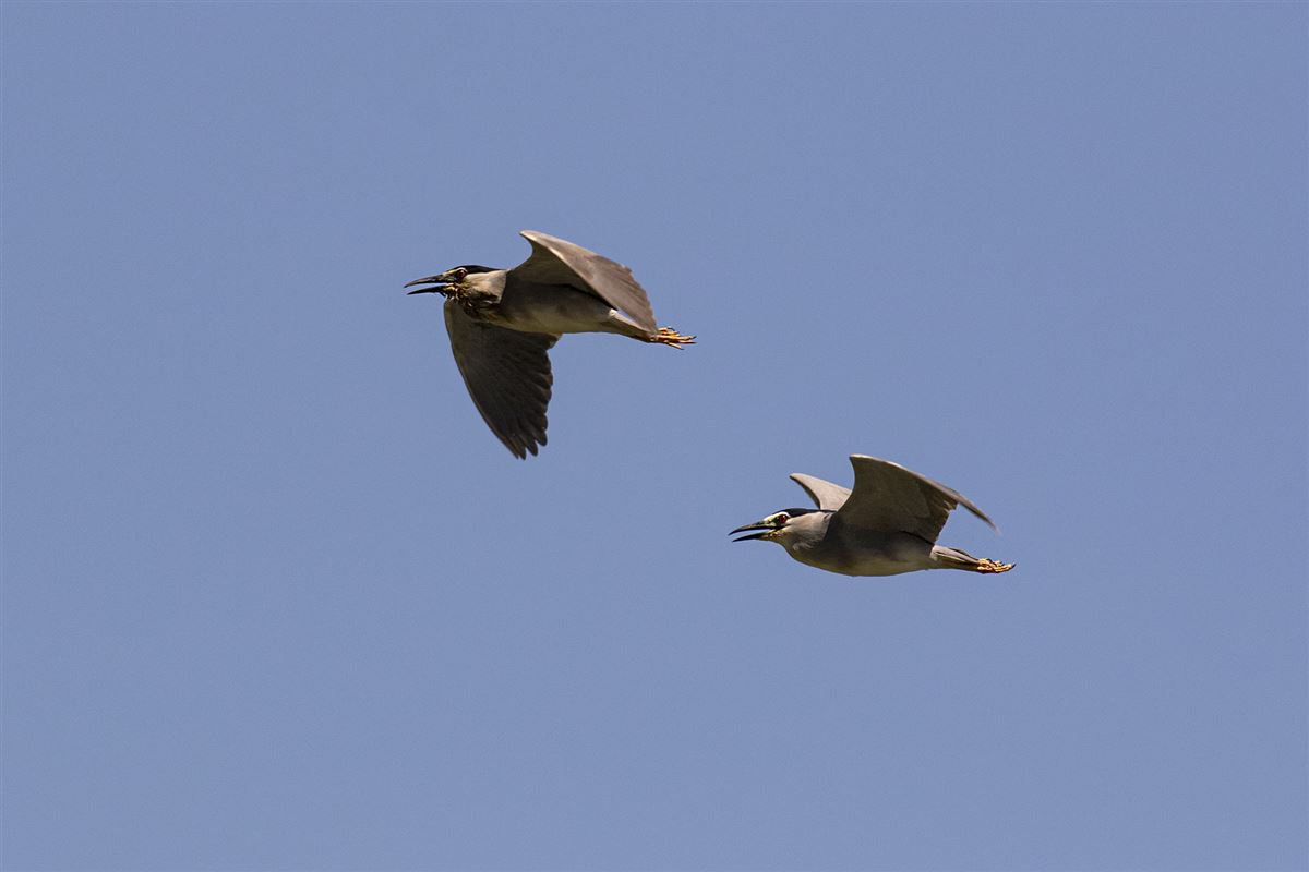 Black-crowned Night Heron