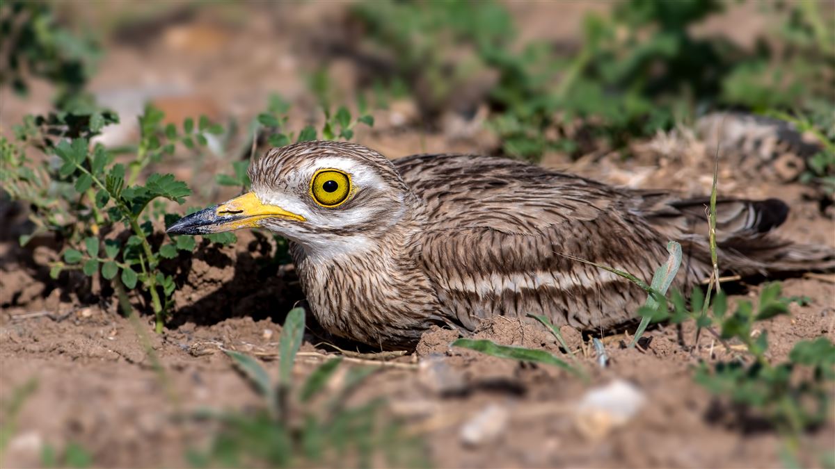 Eurasian Stone-curlew