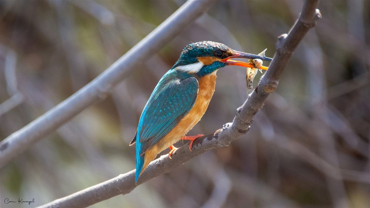Common Kingfisher