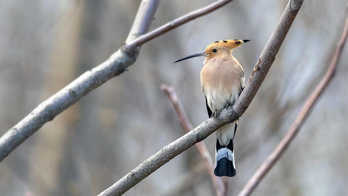 Eurasian Hoopoe