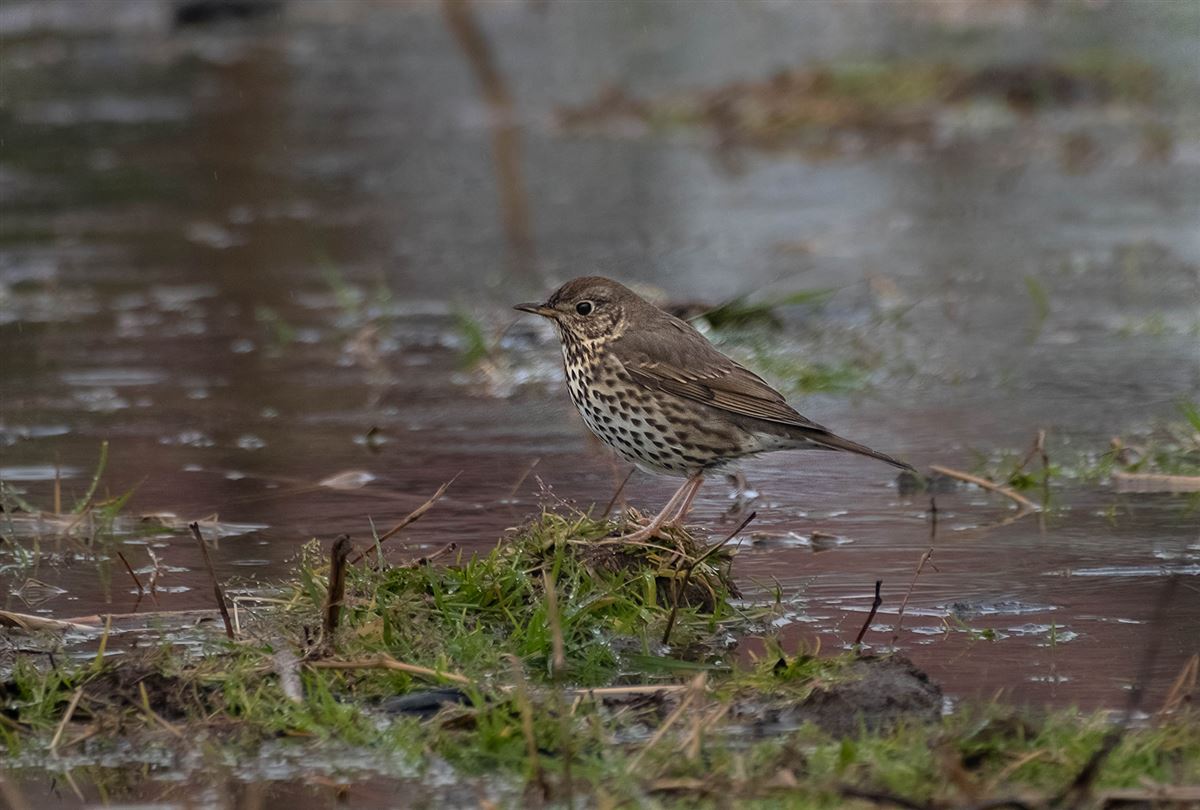 Song Thrush