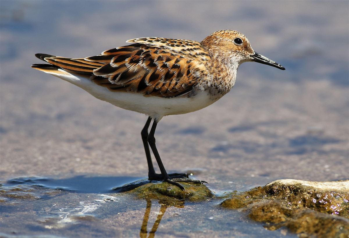 Little Stint