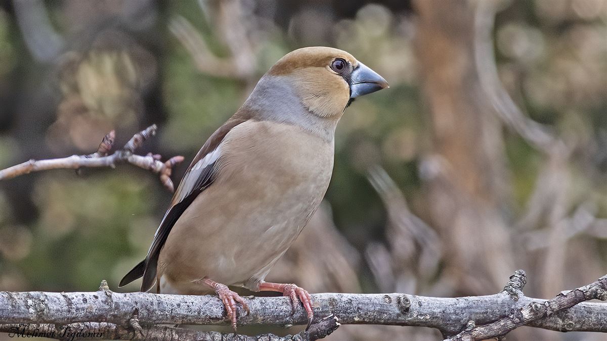 Hawfinch