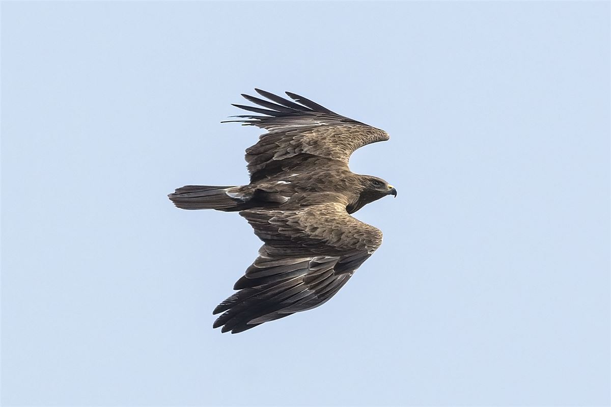 Lesser Spotted Eagle