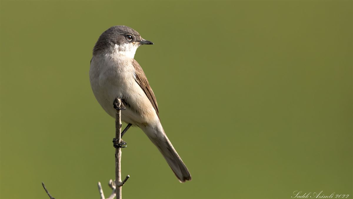 Lesser Whitethroat