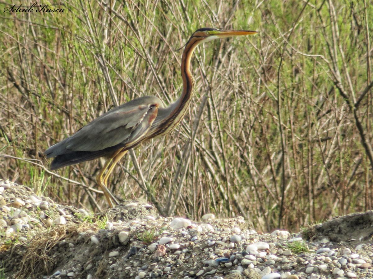 Purple Heron