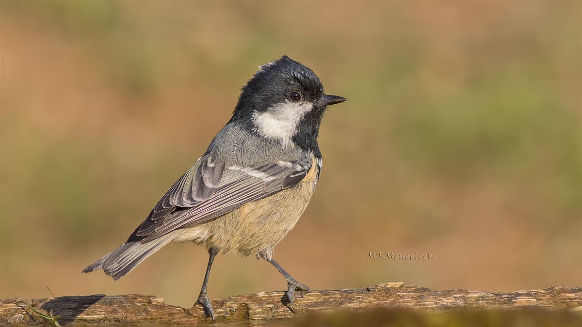 Coal Tit