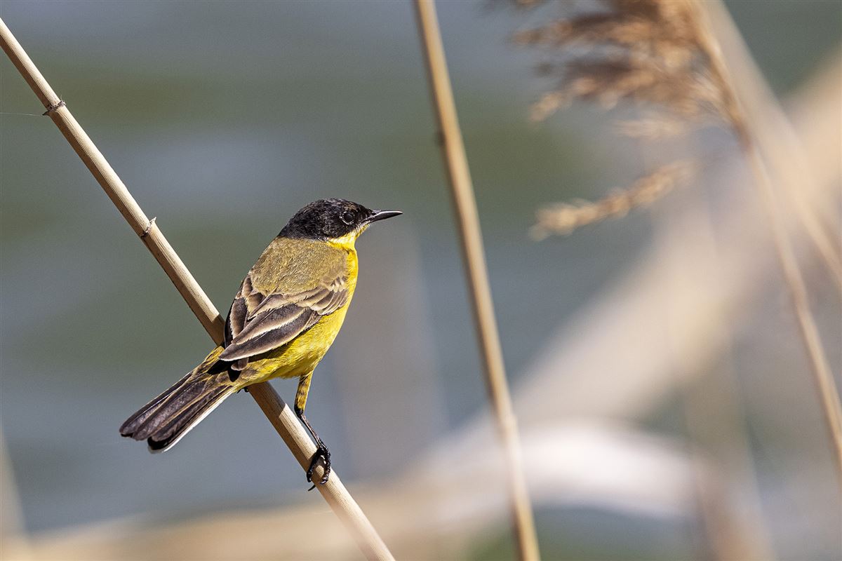Western Yellow Wagtail