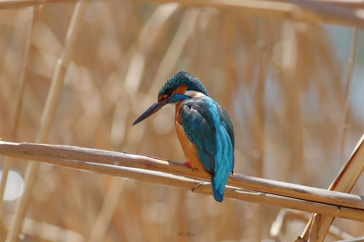 Common Kingfisher