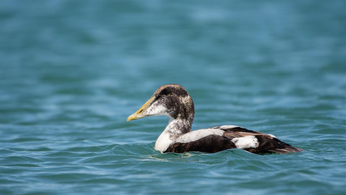 Pufla