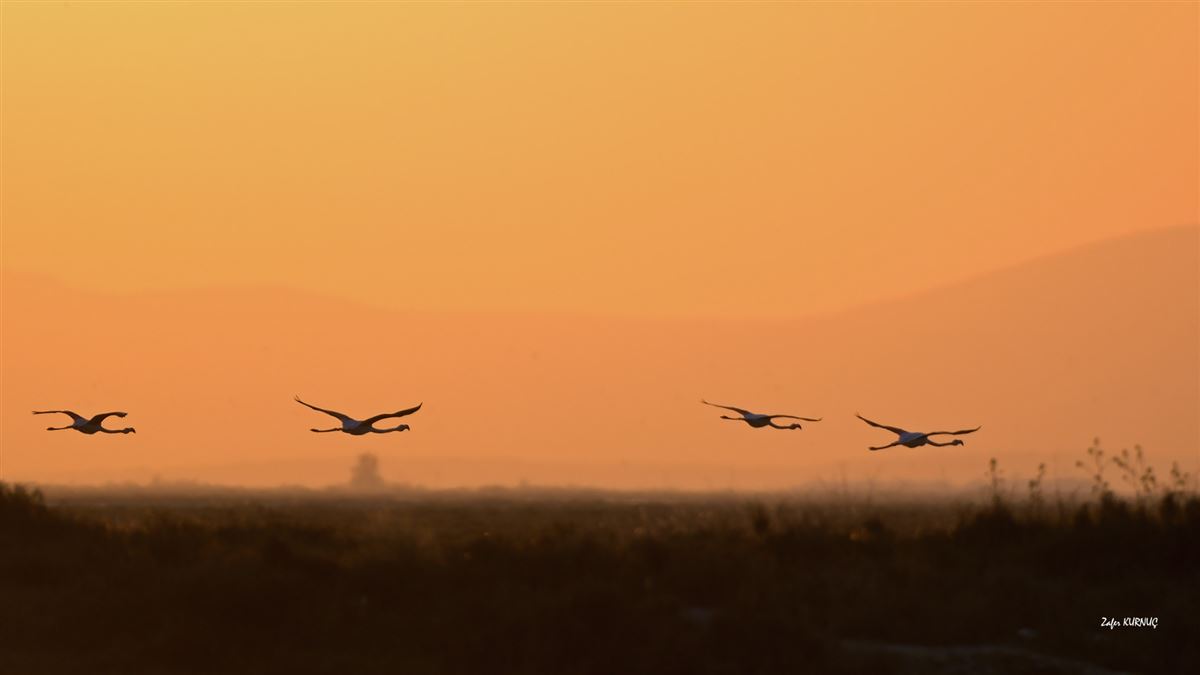 Flamingo