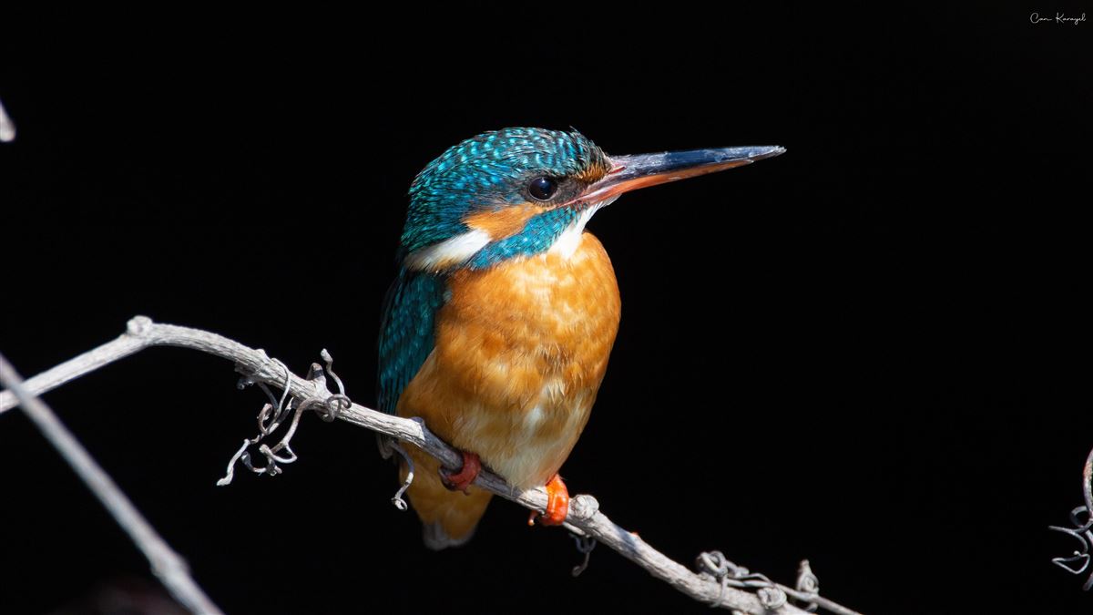 Common Kingfisher