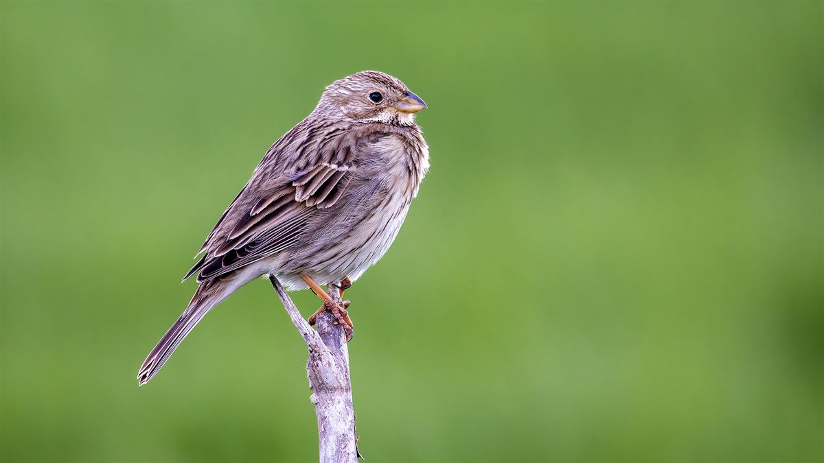 Corn Bunting