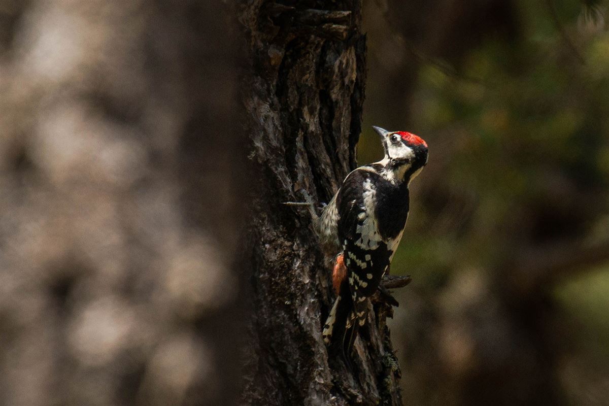 Orman Alaca Ağaçkakanı