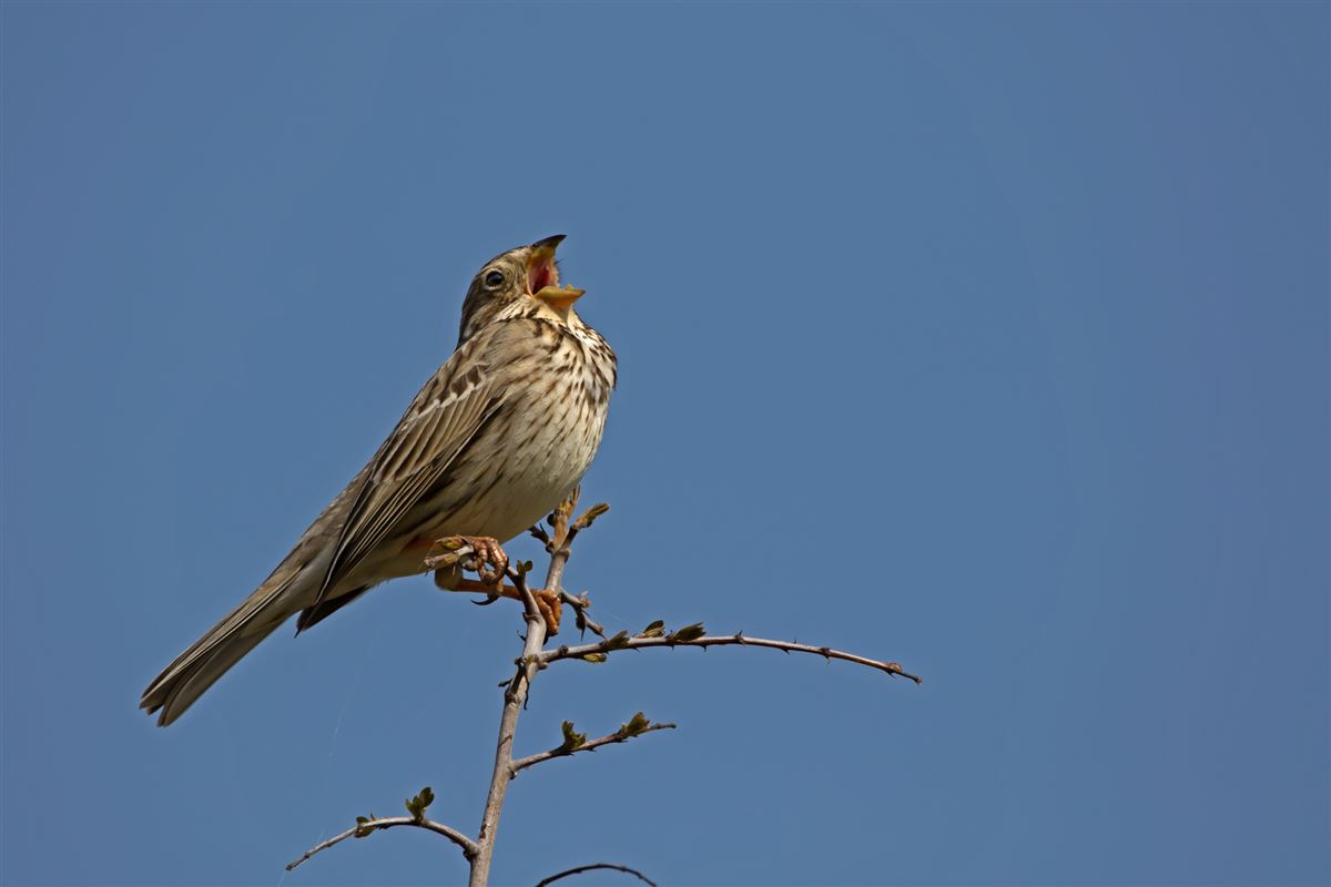 Corn Bunting