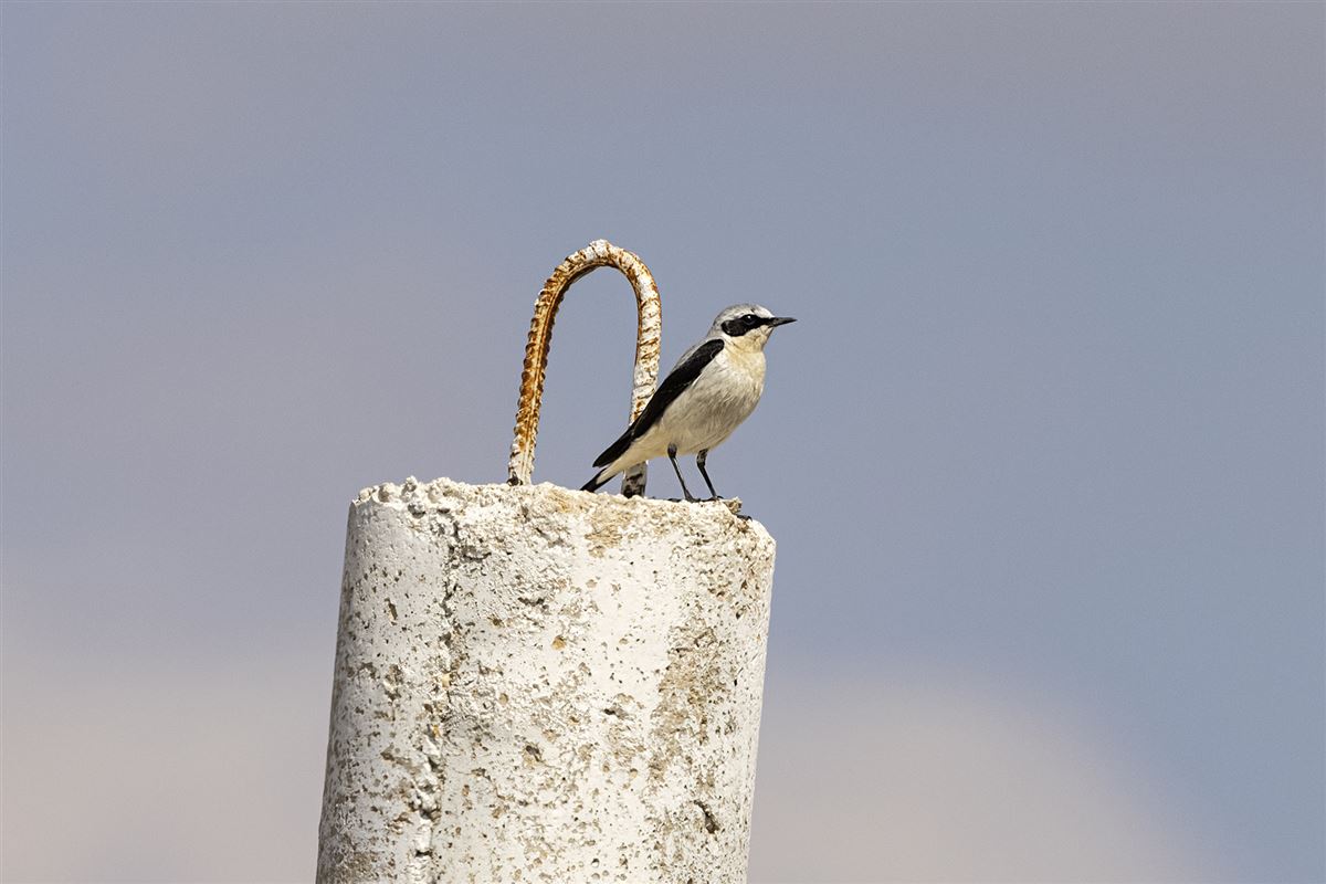 Northern Wheatear