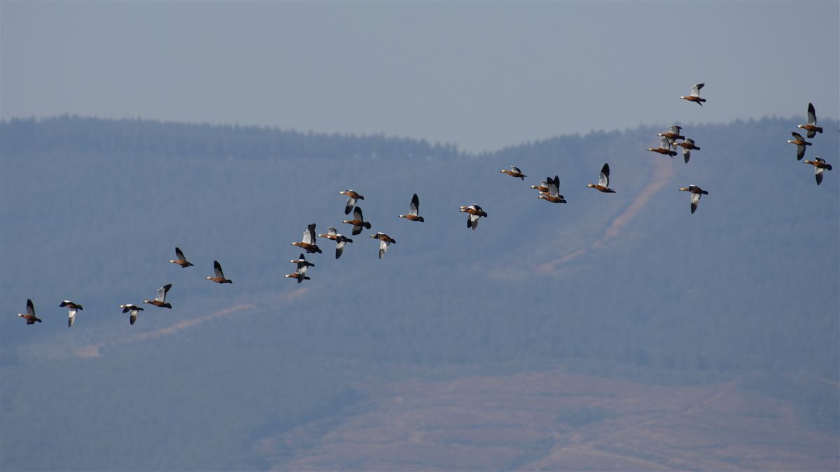 Angıt