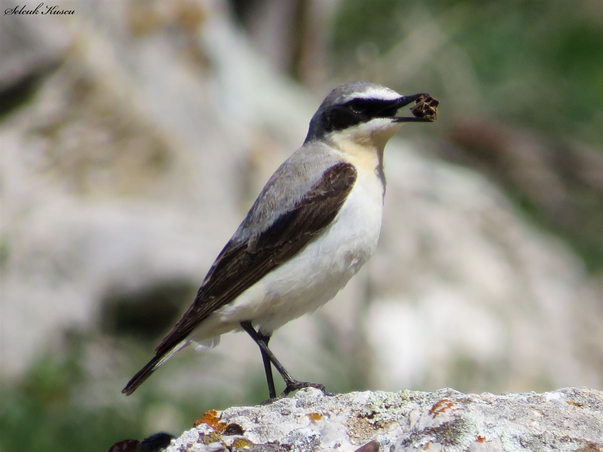Northern Wheatear