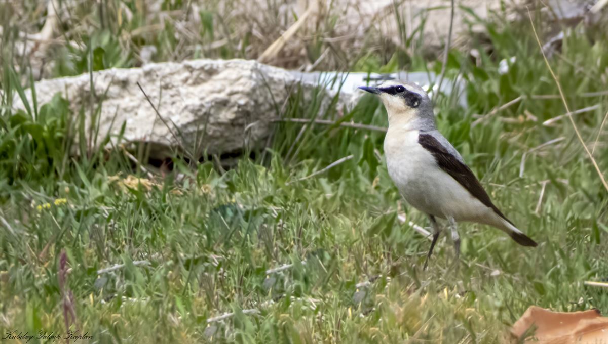 Northern Wheatear