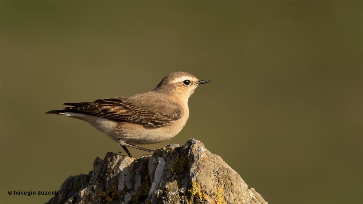 Northern Wheatear