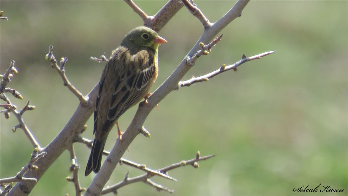 Ortolan Bunting