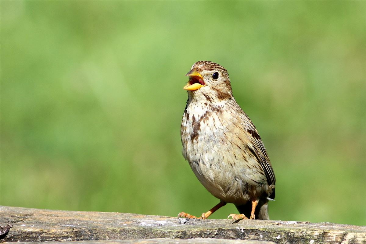 Corn Bunting
