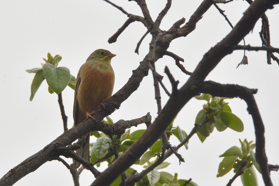 Ortolan Bunting
