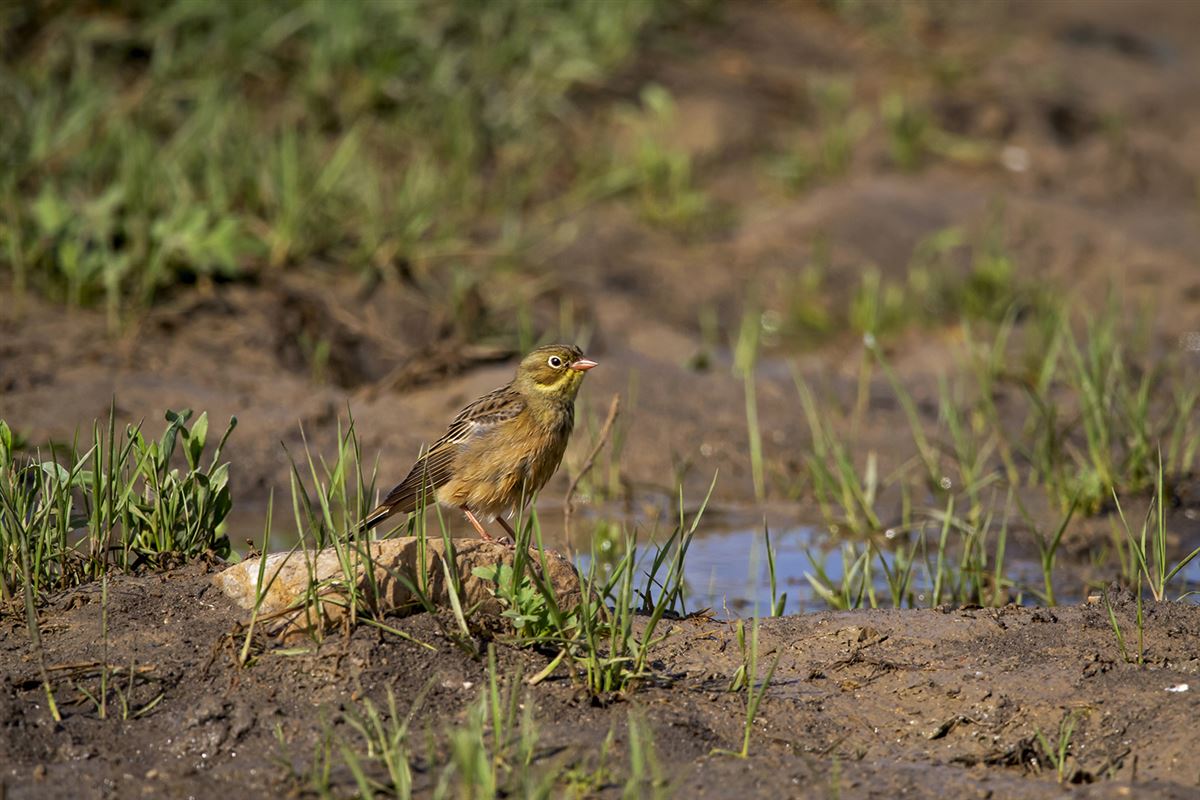 Ortolan Bunting