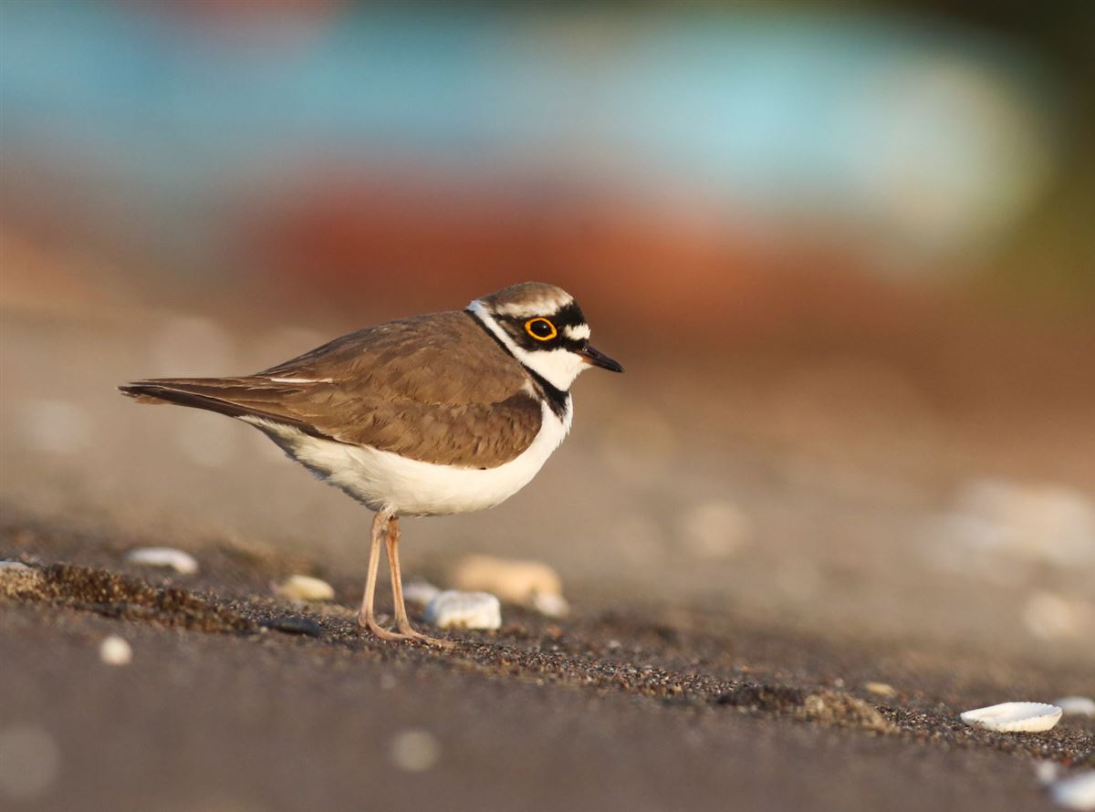 Little Ringed Plover