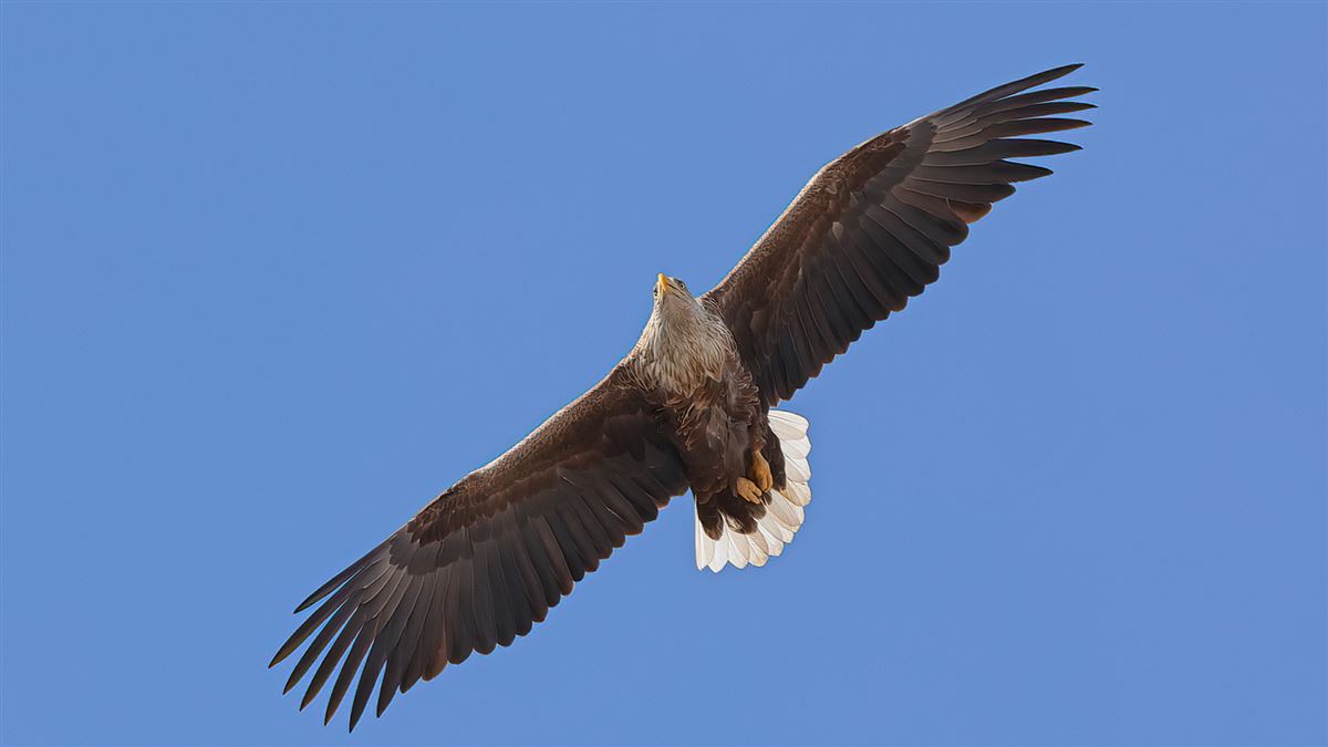 Akkuyruklu Kartal
