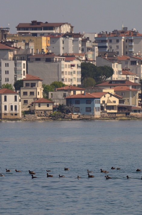 Karaboyunlu Batağan