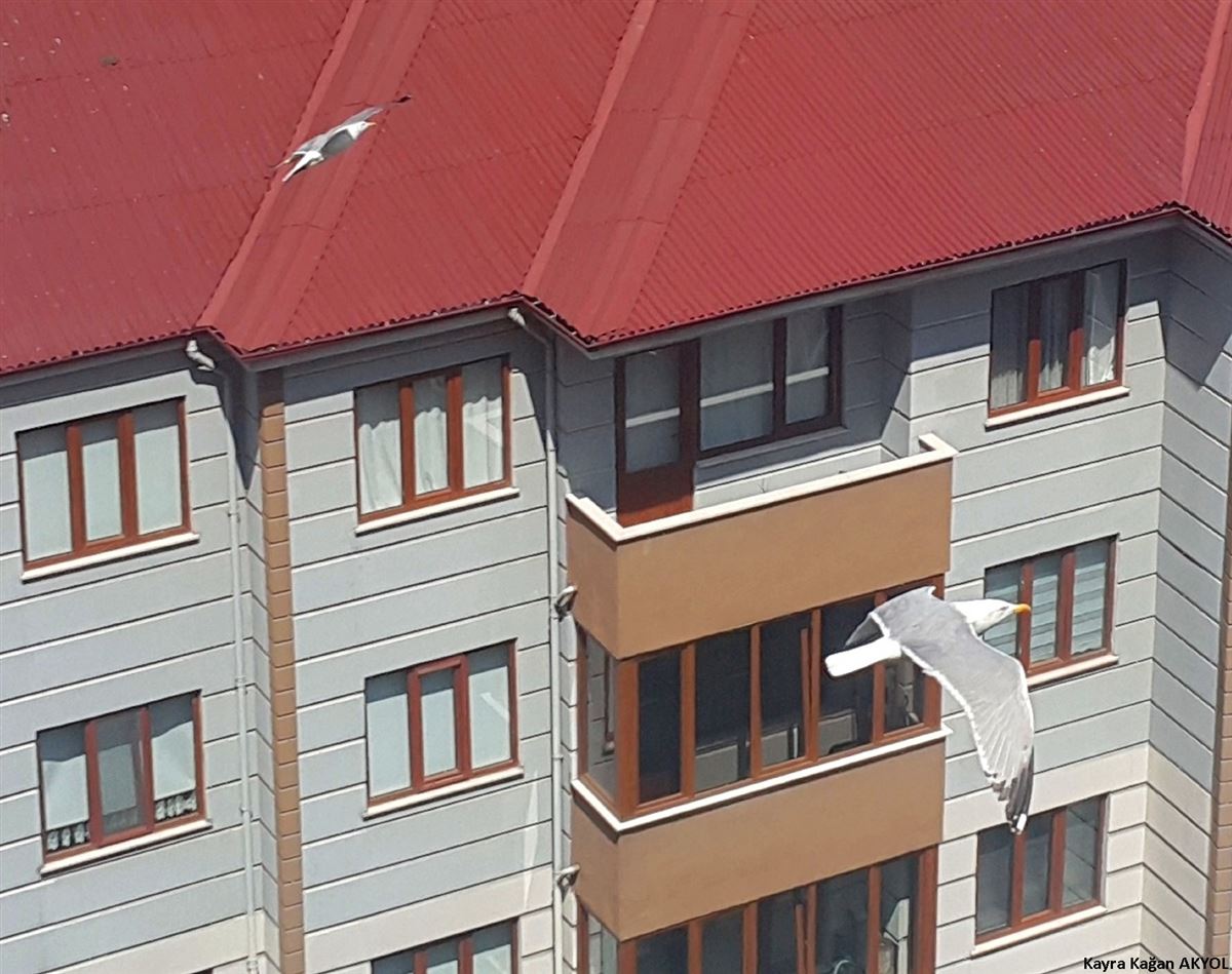 Gümüş Martı