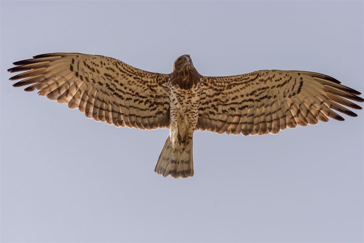 Yılan Kartalı