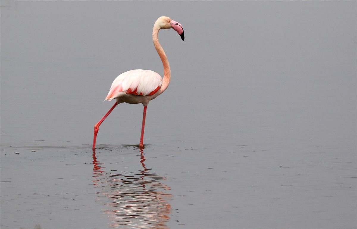Flamingo