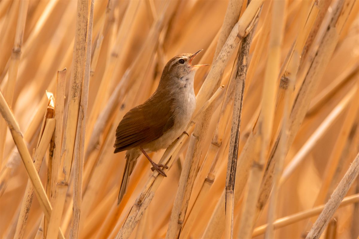 Cetti`s Warbler