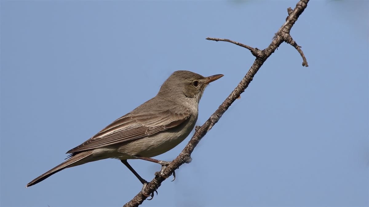 Zeytin Mukallidi