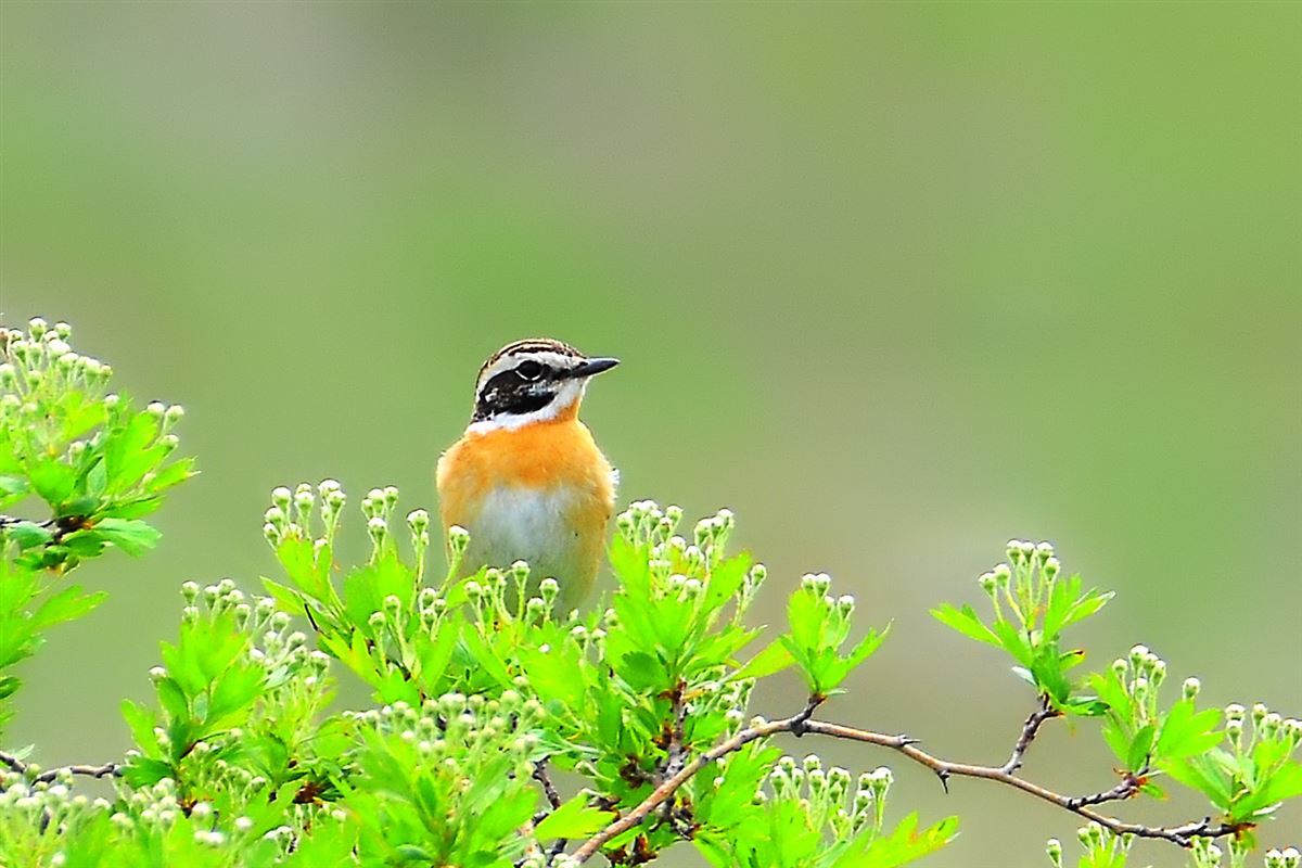 Whinchat