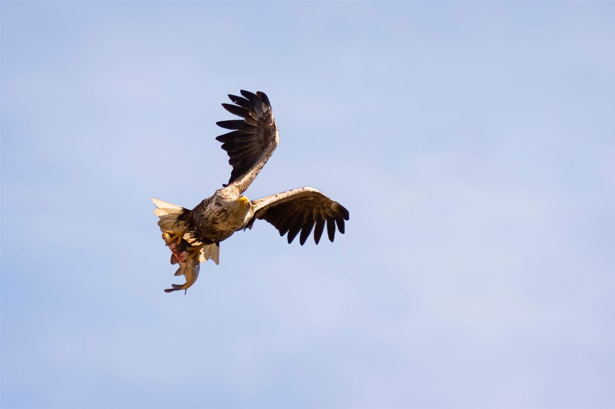 White-tailed Eagle