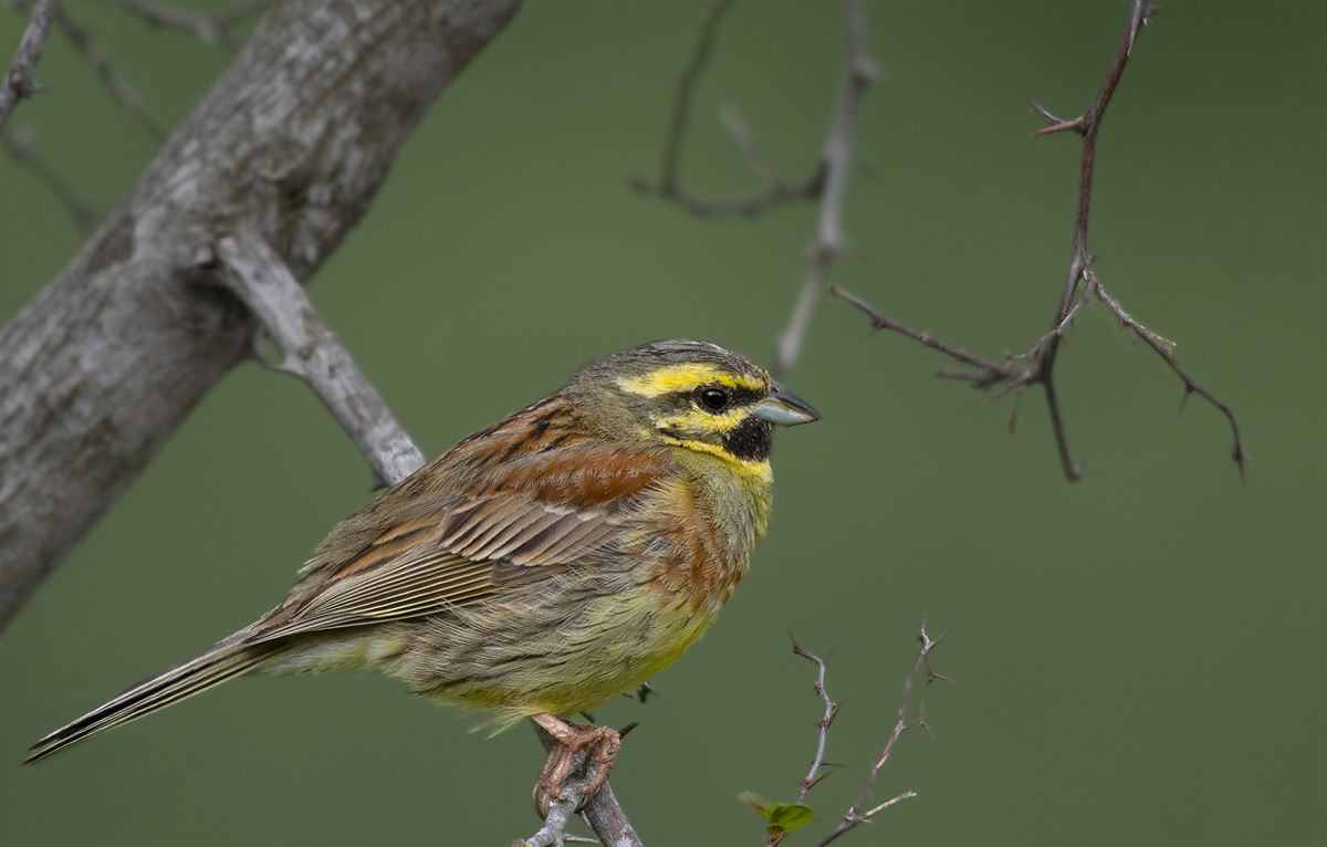 Cirl Bunting