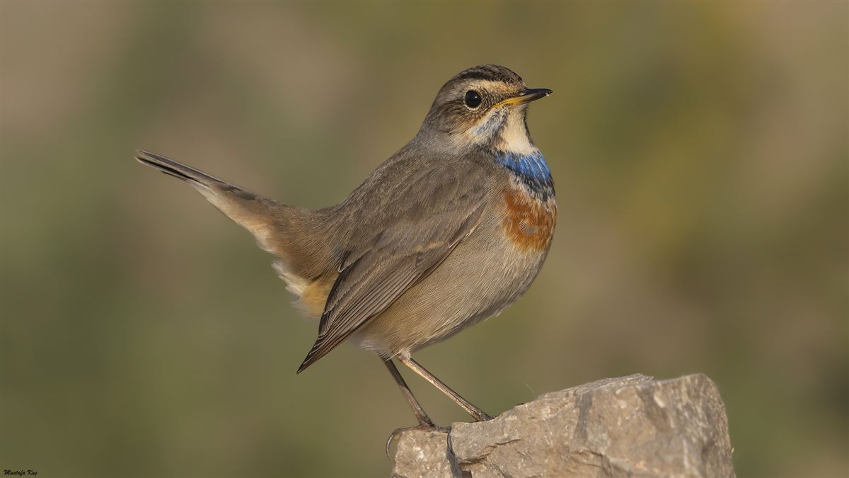 Bluethroat