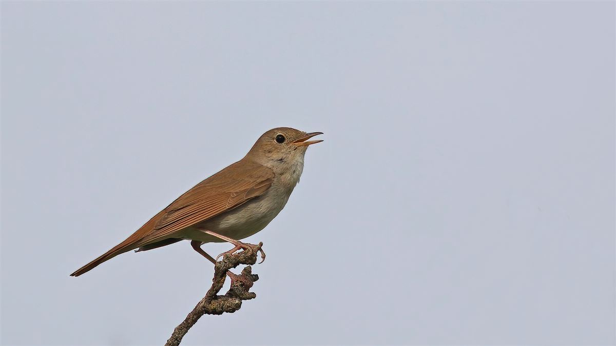 Common Nightingale