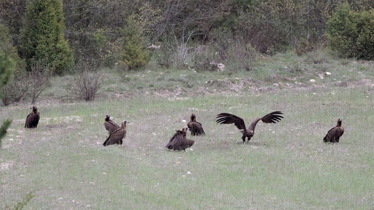 Cinereous Vulture