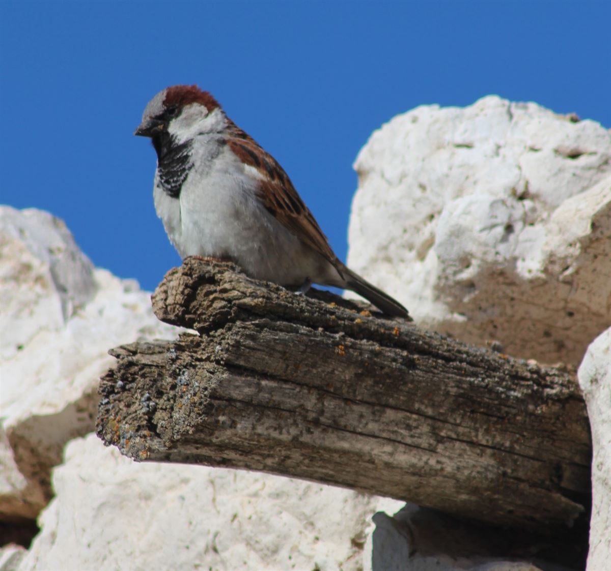 House Sparrow