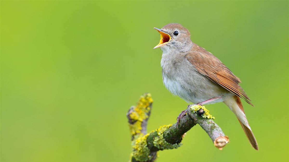 Common Nightingale