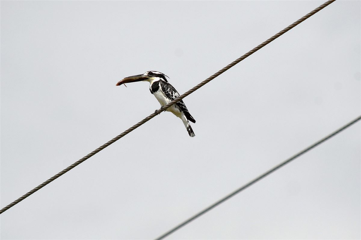 Pied Kingfisher