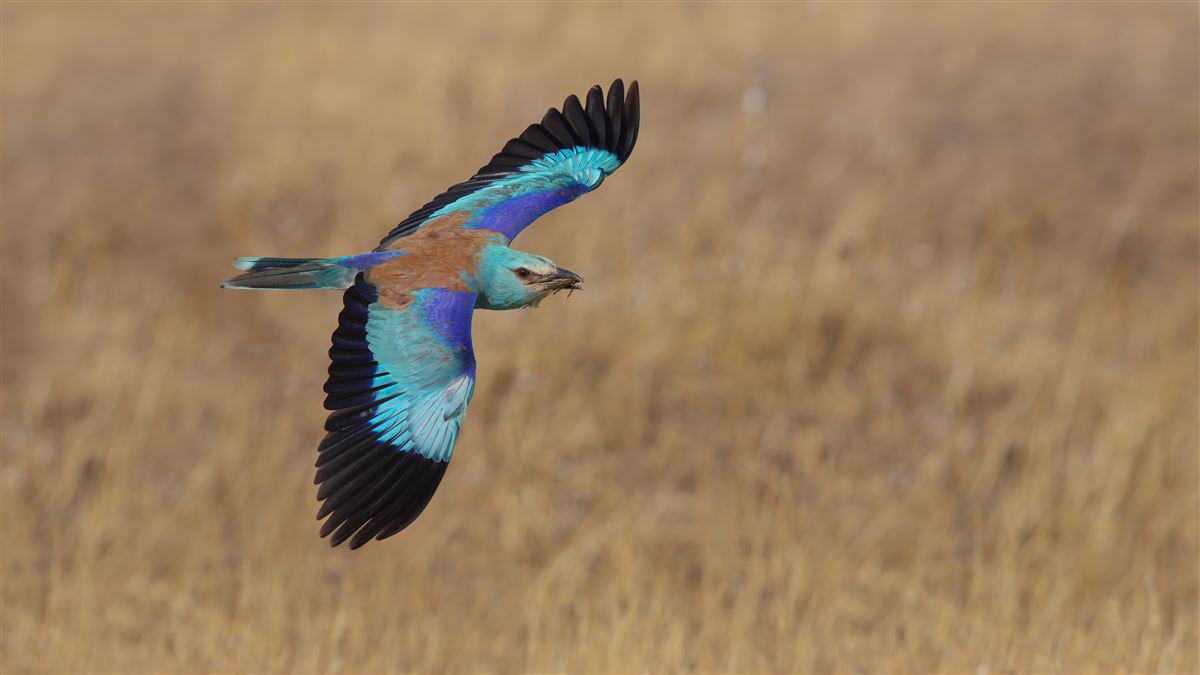 European Roller