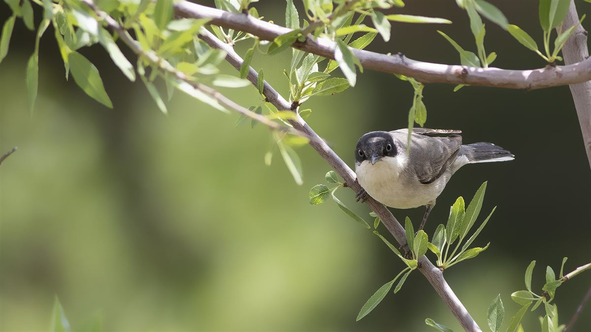 Eastern Orphean Warbler