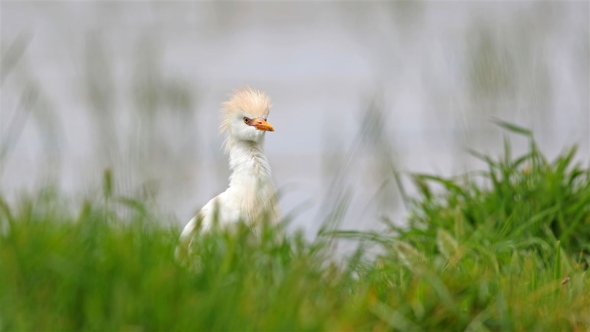Western Cattle Egret