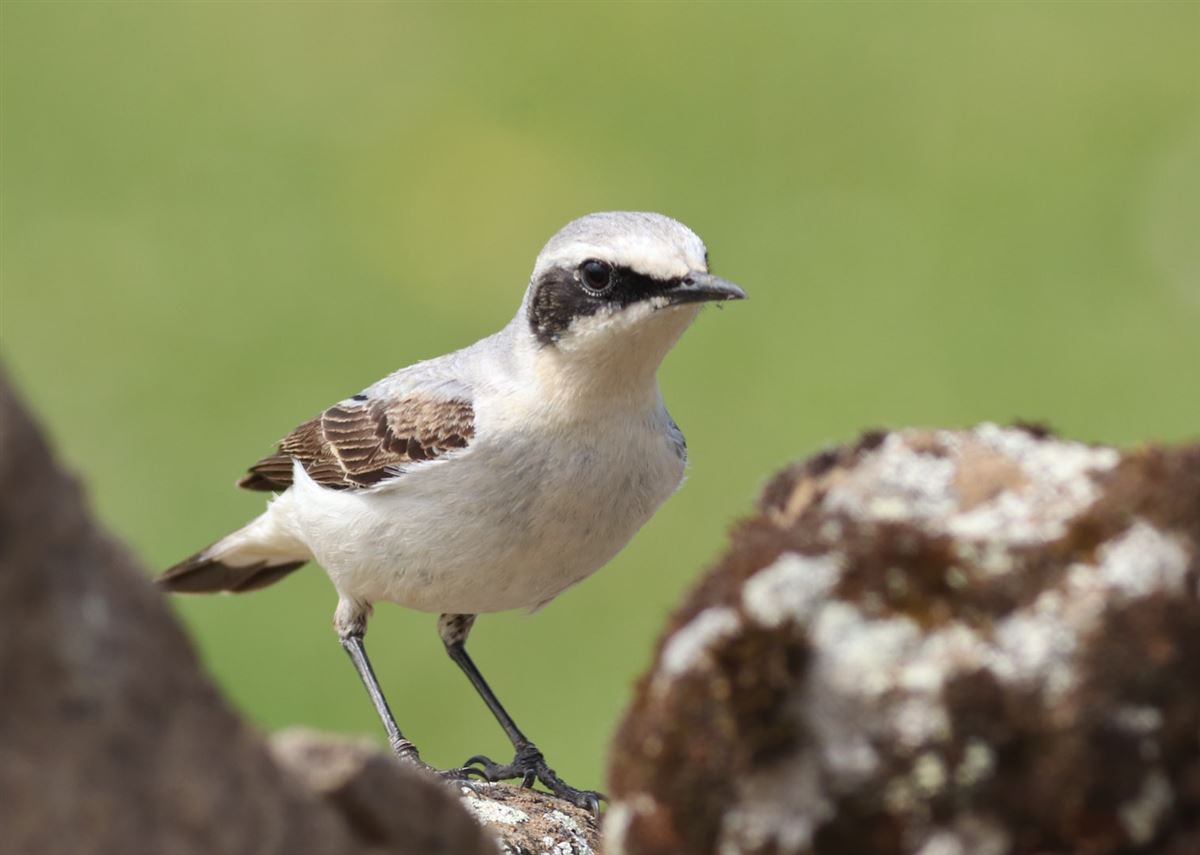Northern Wheatear